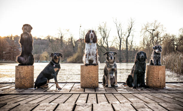 gruppo di cani seduti insieme la nostra porta - england field autumn season foto e immagini stock