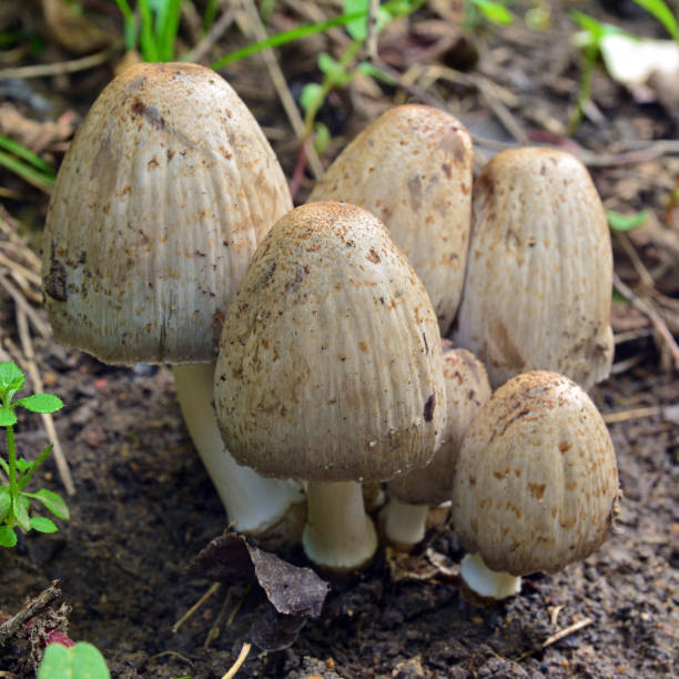istock coprinopsis atramentaria mushroom 859642616