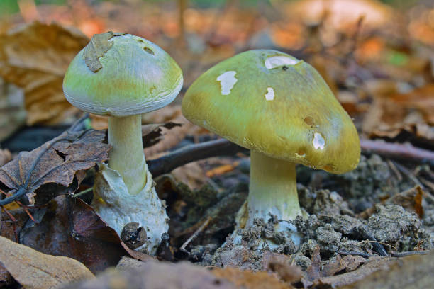치명적인 독성 버섯 phalloides 버섯 - moss fungus mushroom plant 뉴스 사진 이미지