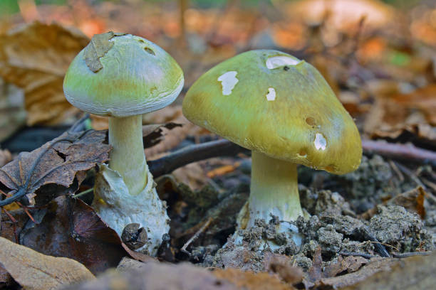 mortalmente tóxicas amanita phalloides cogumelo - fungus part - fotografias e filmes do acervo