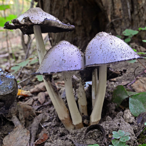 istock coprinopsis atramentaria mushroom 859642632