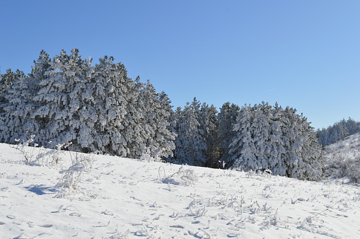 winter, nature, snow