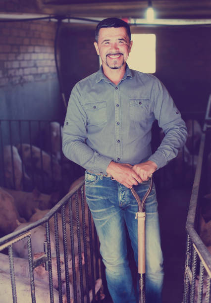 istock Mature farmer in hangar with hogs 859646286