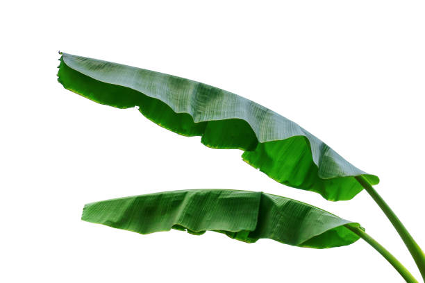 liść bananowca wyizolowany na białym - banana leaf zdjęcia i obrazy z banku zdjęć