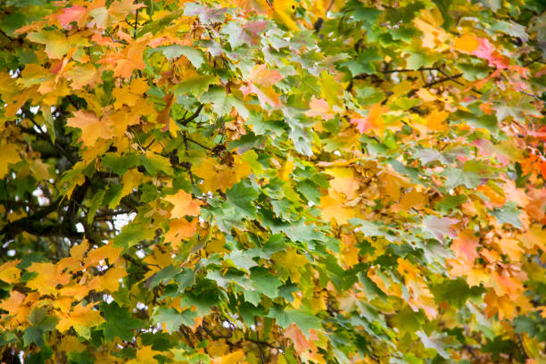 istock autumn background with colored leaves of the tree 859650408
