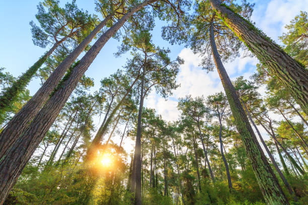 Rays of the sun make their way through the trunks of tall pine trees in the forest stock photo
