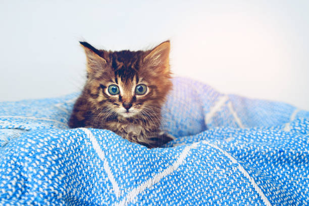 Studio shot of an adorable tabby kitten sitting on a soft blanket