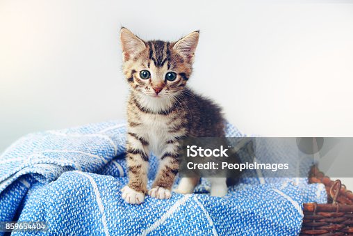 istock All paws down, I’m the cutest 859654404
