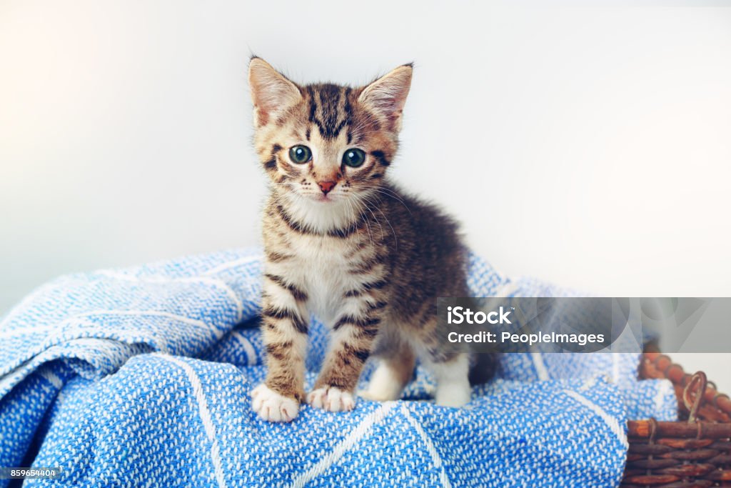 All paws down, I’m the cutest Studio shot of an adorable tabby kitten sitting on a soft blanket in a basket Kitten Stock Photo