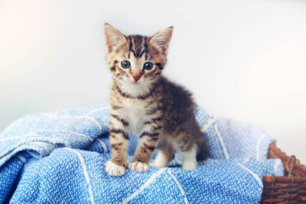 All paws down, I’m the cutest Studio shot of an adorable tabby kitten sitting on a soft blanket in a basket kitten photos stock pictures, royalty-free photos & images