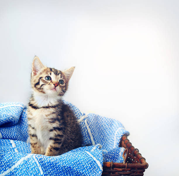 Studio shot of an adorable tabby kitten sitting on a soft blanket in a basket