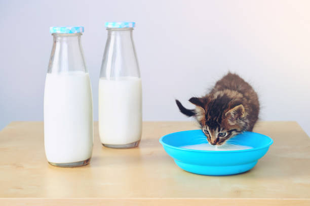 istock My favorite thing next to catnip 859654416