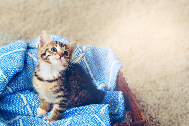 High angle shot of an adorable tabby kitten sitting on a soft blanket in a basket