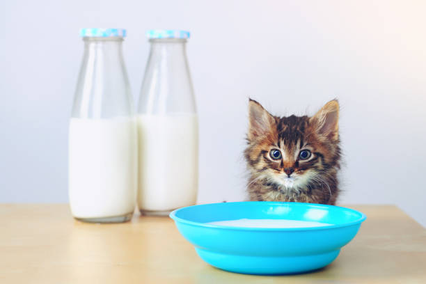 Whatever the question, the answer is milk Studio shot of an adorable tabby kitten drinking milk from a bowl on a table longhair cat photos stock pictures, royalty-free photos & images