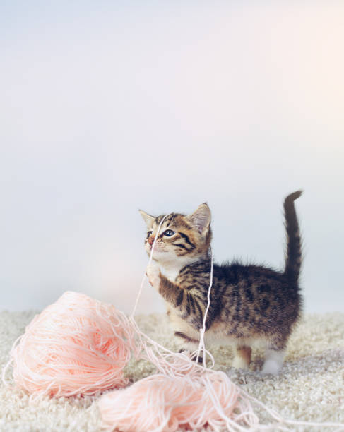 What? I was trying to knit you a sweater Studio shot of an adorable tabby kitten playing with a ball of wall kitten playing with yarn stock pictures, royalty-free photos & images