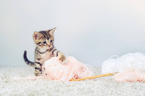 I will defeat you, you wooly monster Studio shot of an adorable tabby kitten playing with a ball of wall kitten playing with yarn stock pictures, royalty-free photos & images