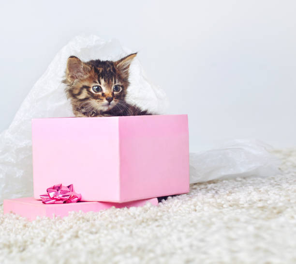 The gift that keeps on giving Studio shot of an adorable tabby kitten sitting in a pink gift box kitten gift stock pictures, royalty-free photos & images