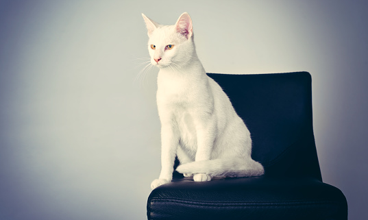 Studio shot of a white cat sitting on a chair against a gray background