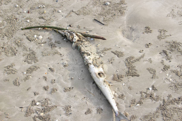 istock Pollution on the beach of tropical sea. 859654870