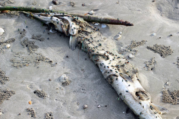 istock Pollution on the beach of tropical sea. 859654874