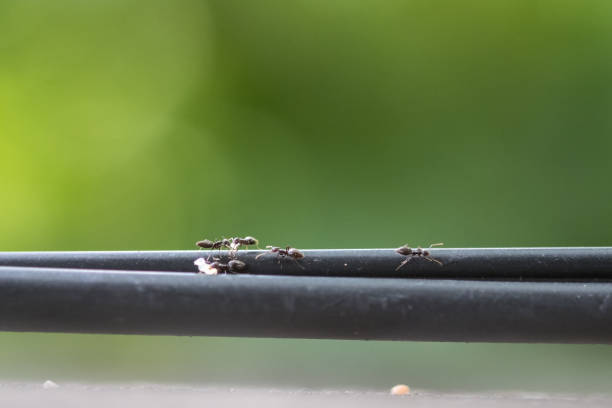 ants stock photo