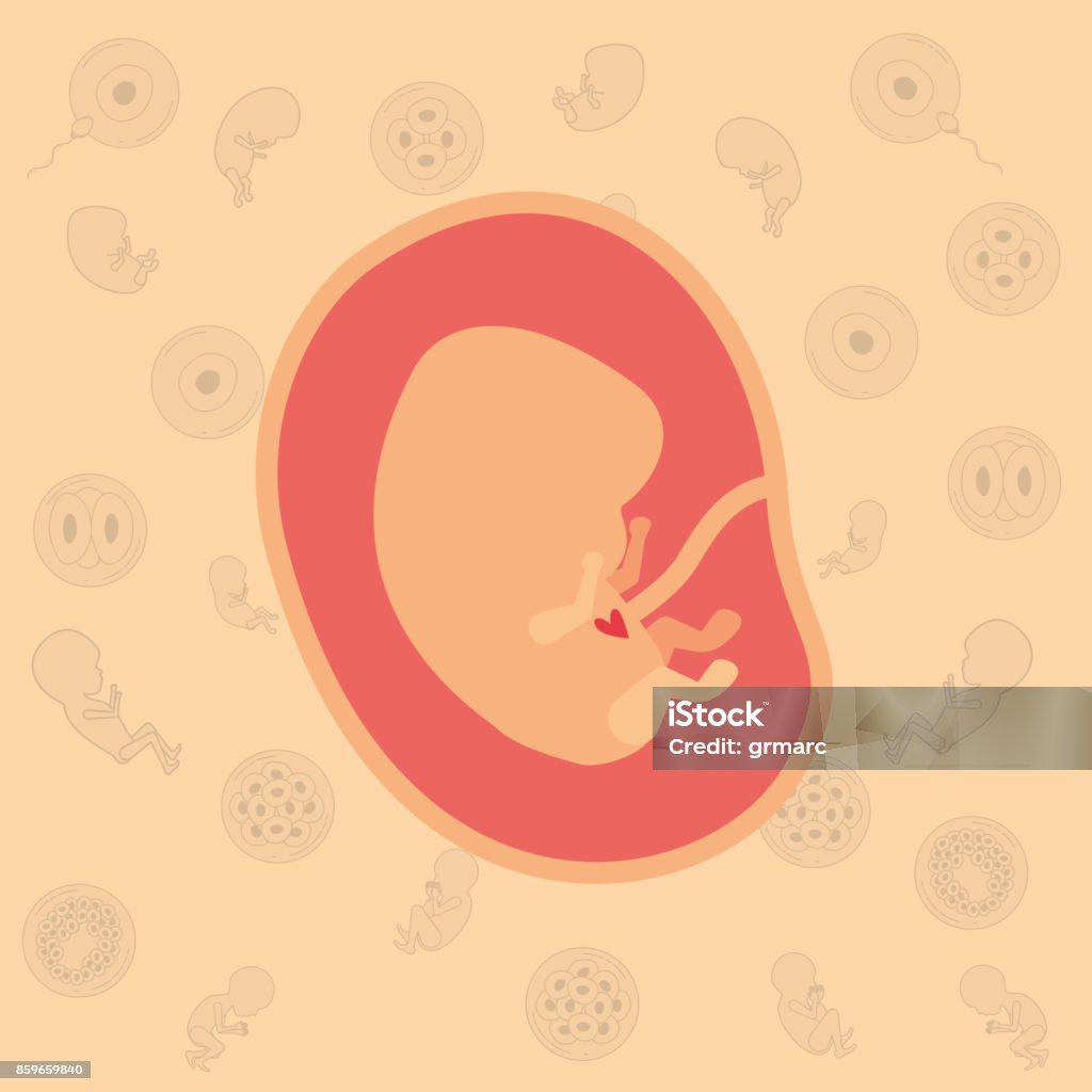 color background pattern pregnancy icons with fetus human embryo growth in placenta color background pattern pregnancy icons with fetus human embryo growth in placenta vector illustration Anatomy stock vector