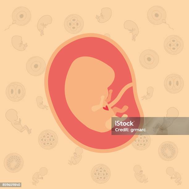 Color Background Pattern Pregnancy Icons With Fetus Human Embryo Growth In Placenta Stock Illustration - Download Image Now