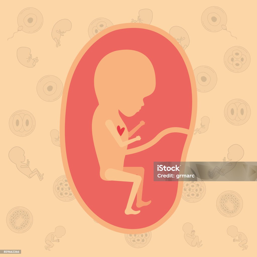color background pattern pregnancy icons with fetus human growth in placenta trimestrer color background pattern pregnancy icons with fetus human growth in placenta trimestrer vector illustration Anatomy stock vector