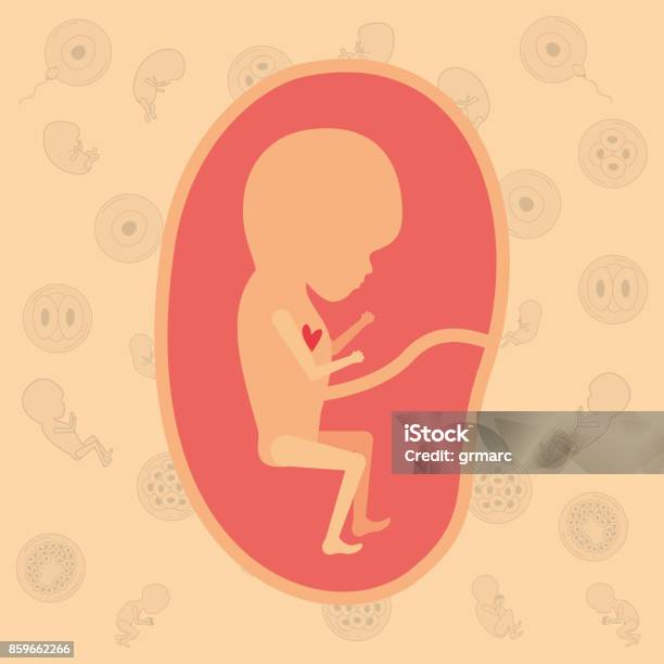 Color Background Pattern Pregnancy Icons With Fetus Human Growth In Placenta Trimestrer Stock Illustration - Download Image Now