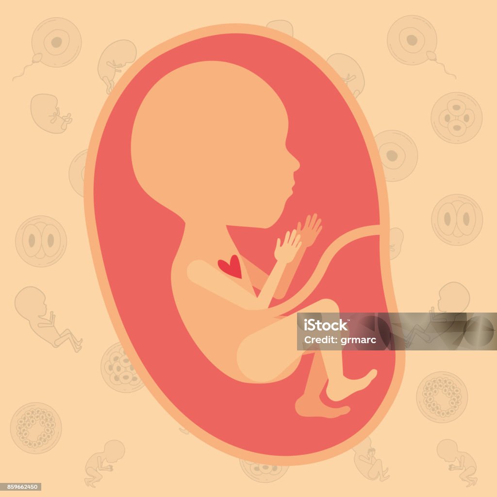 color background pattern pregnancy icons with fetus human growth in placenta semestrer color background pattern pregnancy icons with fetus human growth in placenta semestrer vector illustration Anatomy stock vector