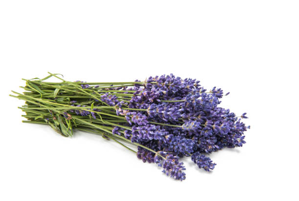 istock Bouquet of lavender isolated 859662756