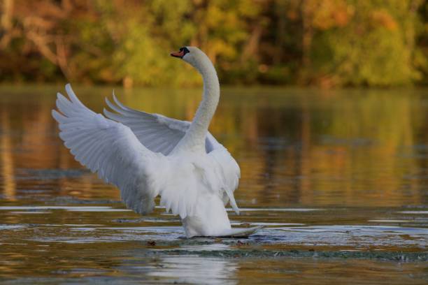 istock Mute Swan on a Fall Lake 859663400