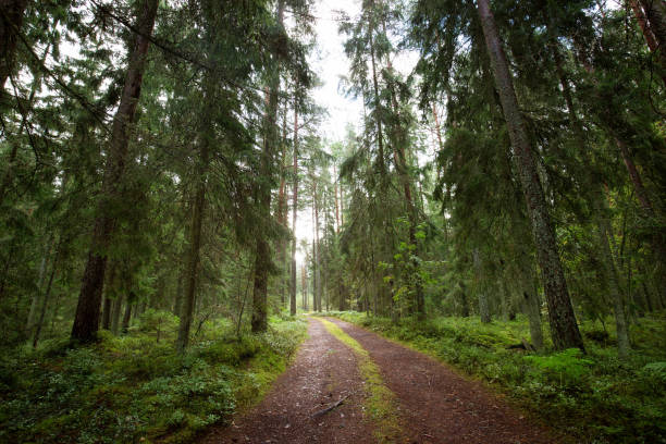 istock Lahemaa national park forest panorama 859663500