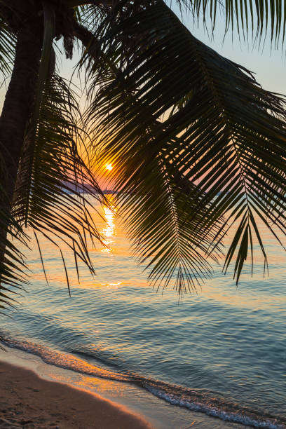 istock A view of a beach with palm trees 859663762