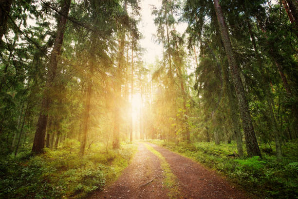 nationalpark lahemaa wald-panorama - weg stock-fotos und bilder