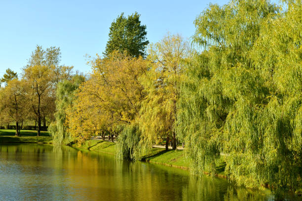 istock Novodevichy Convent park and pond in Golden autumn 859674732