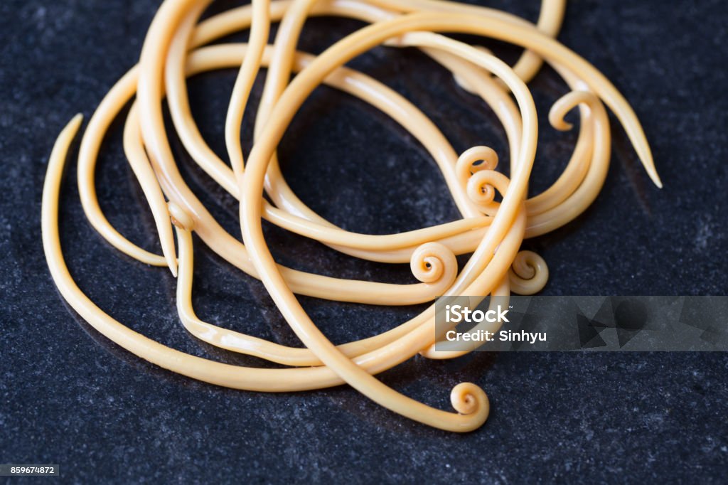 Ascariasis is a disease caused by the parasitic roundworm Ascaris lumbricoides for education in laboratories. Dog Stock Photo