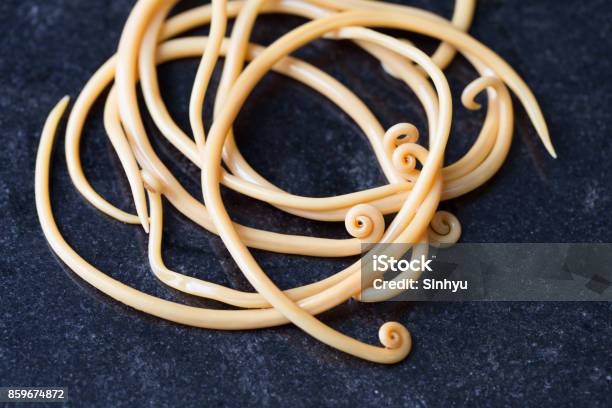 Ascariasis Is A Disease Caused By The Parasitic Roundworm Ascaris Lumbricoides For Education In Laboratories Stock Photo - Download Image Now