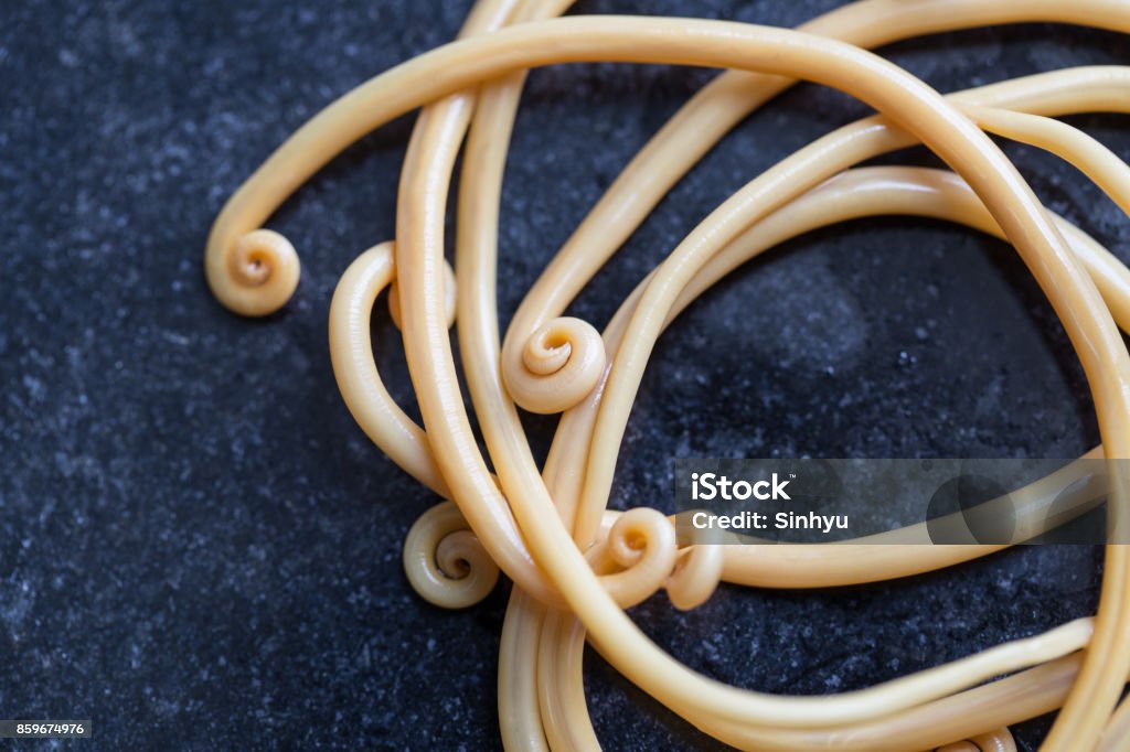 Ascariasis is a disease caused by the parasitic roundworm Ascaris lumbricoides for education in laboratories. Acari Stock Photo