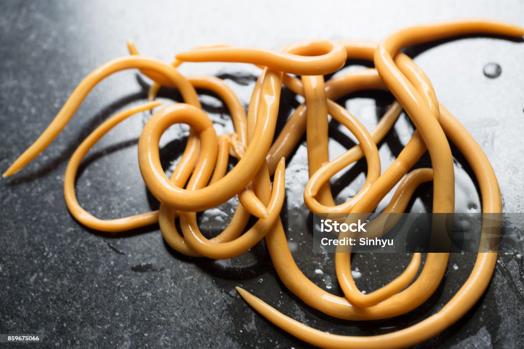 Ascariasis is a disease caused by the parasitic roundworm Ascaris lumbricoides for education in laboratories. Dog Stock Photo