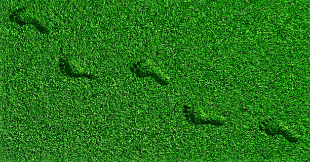 Footprints on the grass stock photo