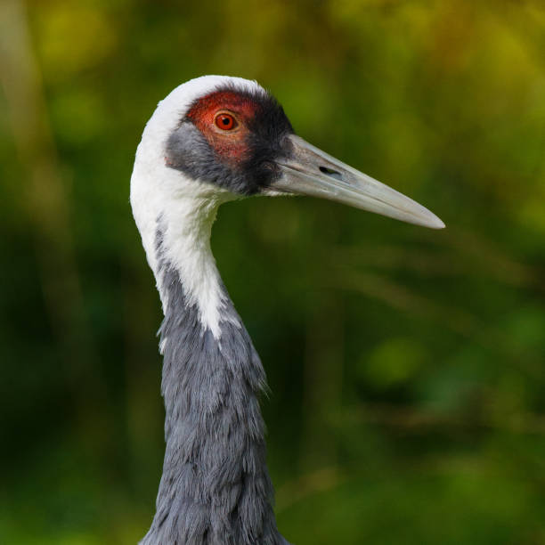 Crane bird headshot An extreme close-up profile view of a Crane bird headshot showing details of head features and plumage. woodland park zoo stock pictures, royalty-free photos & images