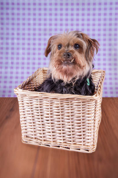 istock Cute Yorkshire terrier portrait 859676704