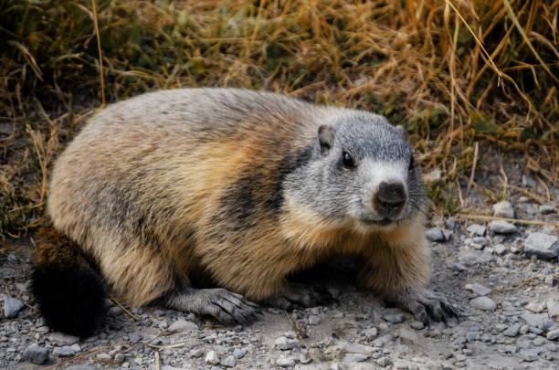 Marmot in the grass stock photo