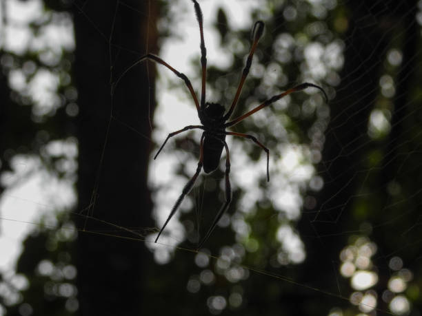 istock Tropical giant spider. Mahe island forest. Seychelles 859679780