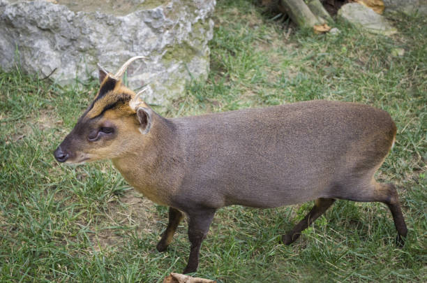 istock reeves muntjac muntiacus reevesi 859680396