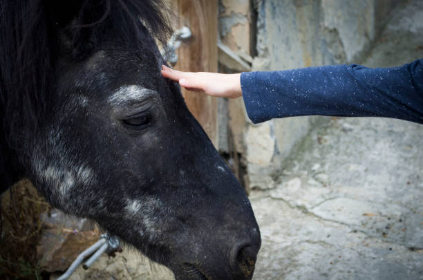 istock child loves sad horse with hand 859680780