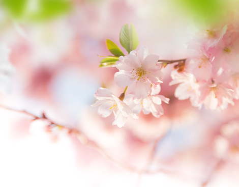 Spring border background with pink blossom, close-up.