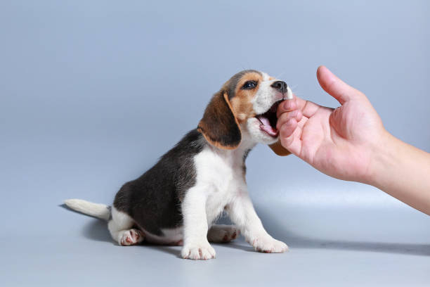 istock 1 month pure breed beagle Puppy on gray screen 859684168