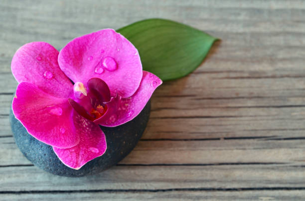 Orchid (Phalaenopsis )flower on zen stone with water drops.Spa,aromatherapy or healthcare concept. stock photo